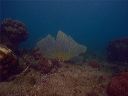 rcaraibi2006_003