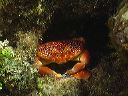 rcaraibi2006_006