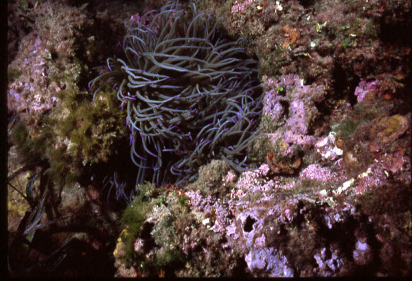 anemone